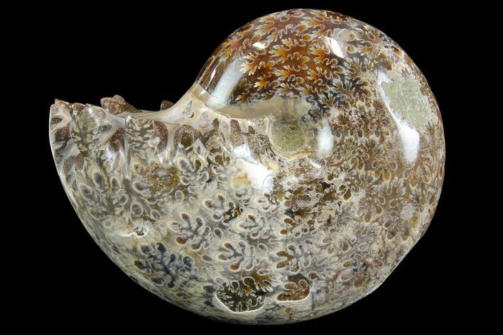Polished, Agatized Ammonite (Phylloceras?) - Madagascar #149239